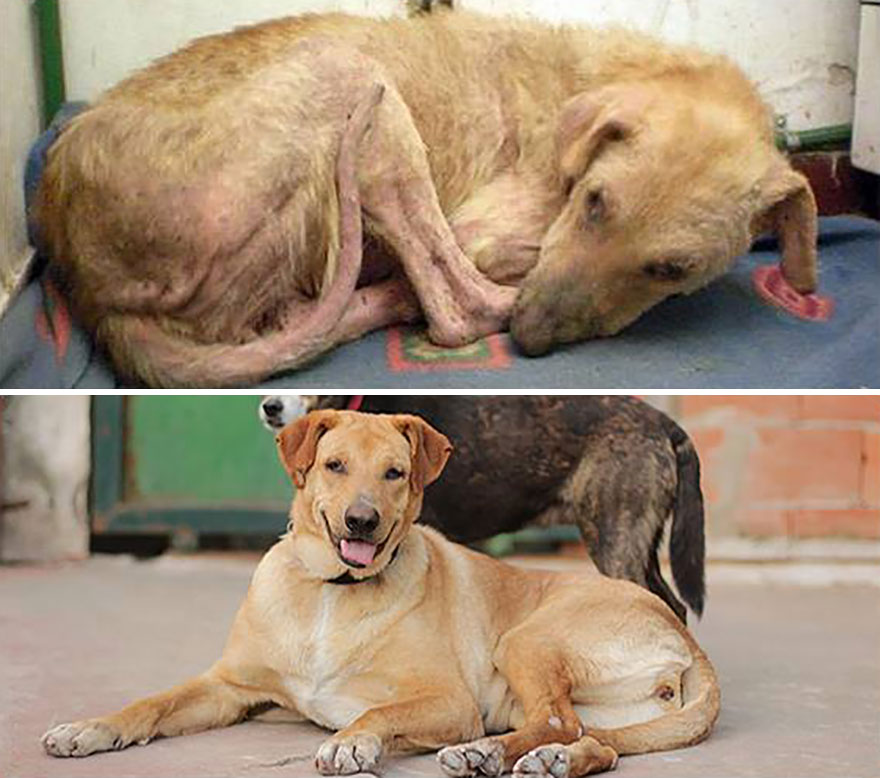 This Argentine Ngo Is Giving Abandoned Animals A Second Life