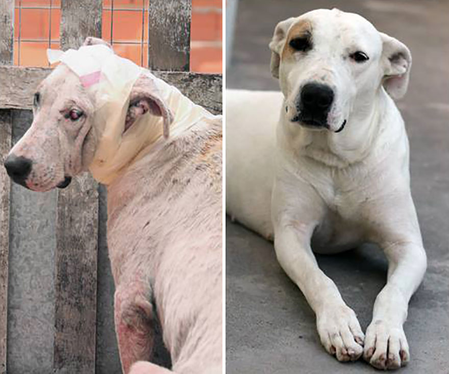 This Argentine Ngo Is Giving Abandoned Animals A Second Life