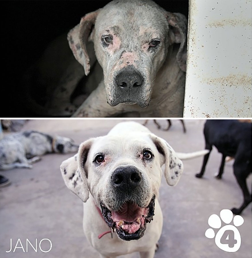 This Argentine Ngo Is Giving Abandoned Animals A Second Life