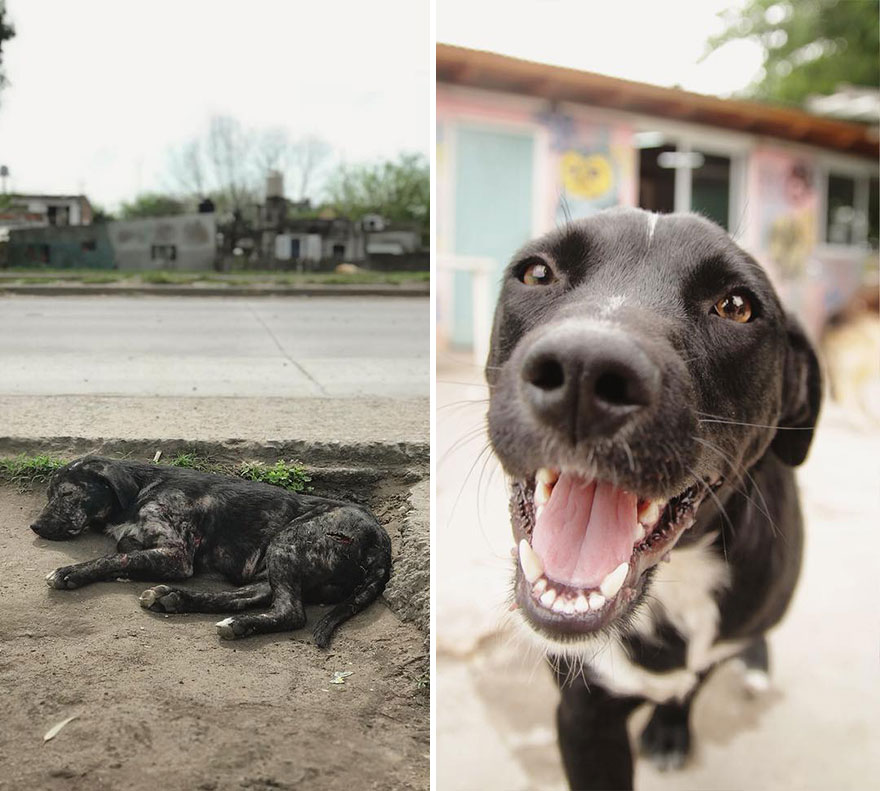 This Argentine Ngo Is Giving Abandoned Animals A Second Life