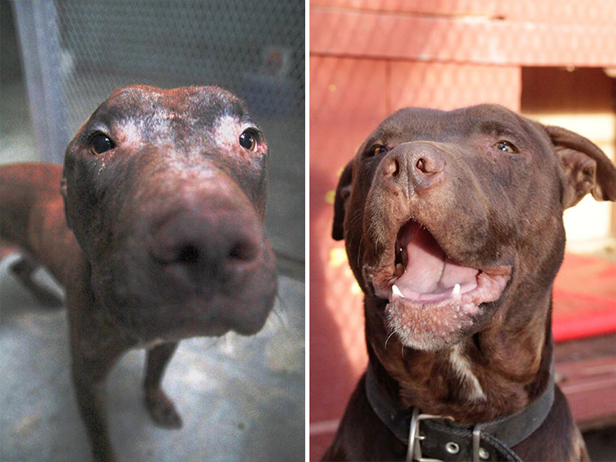 This Argentine Ngo Is Giving Abandoned Animals A Second Life