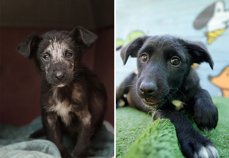 This Argentine Ngo Is Giving Abandoned Animals A Second Life