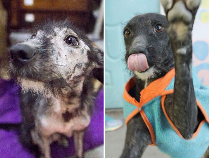 This Argentine Ngo Is Giving Abandoned Animals A Second Life