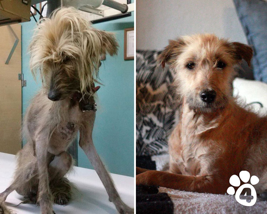 This Argentine Ngo Is Giving Abandoned Animals A Second Life