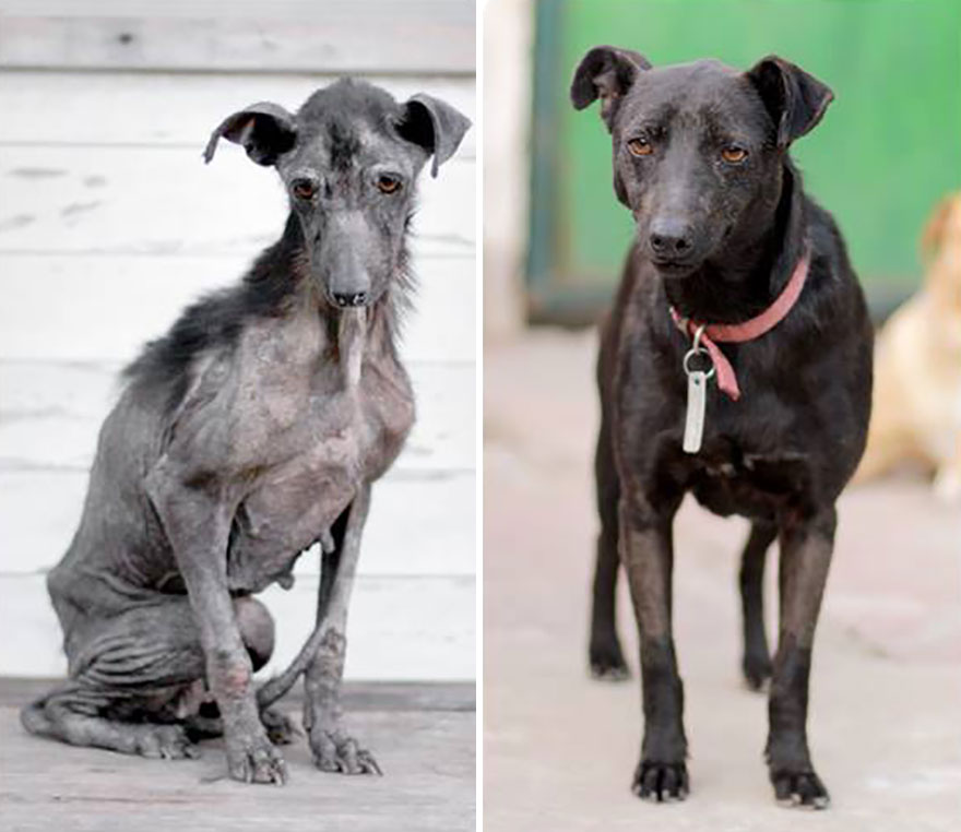 This Argentine Ngo Is Giving Abandoned Animals A Second Life