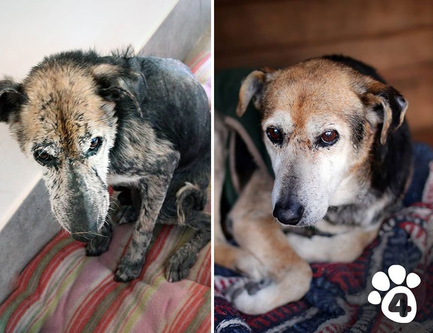 This Argentine Ngo Is Giving Abandoned Animals A Second Life