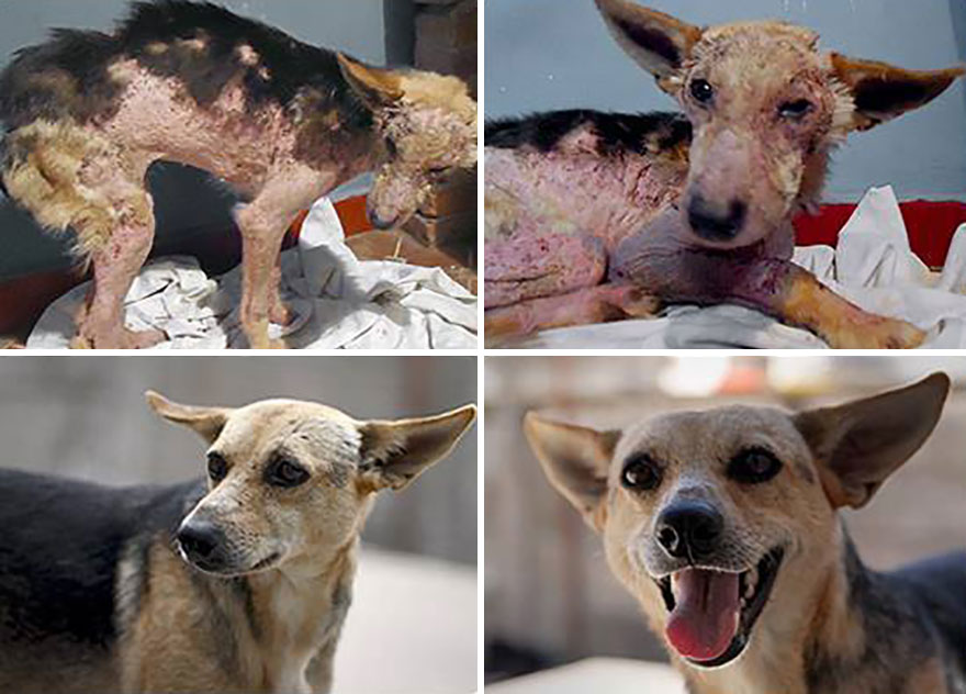 This Argentine Ngo Is Giving Abandoned Animals A Second Life