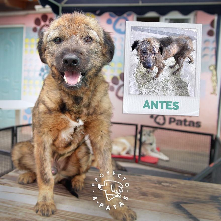 This Argentine Ngo Is Giving Abandoned Animals A Second Life