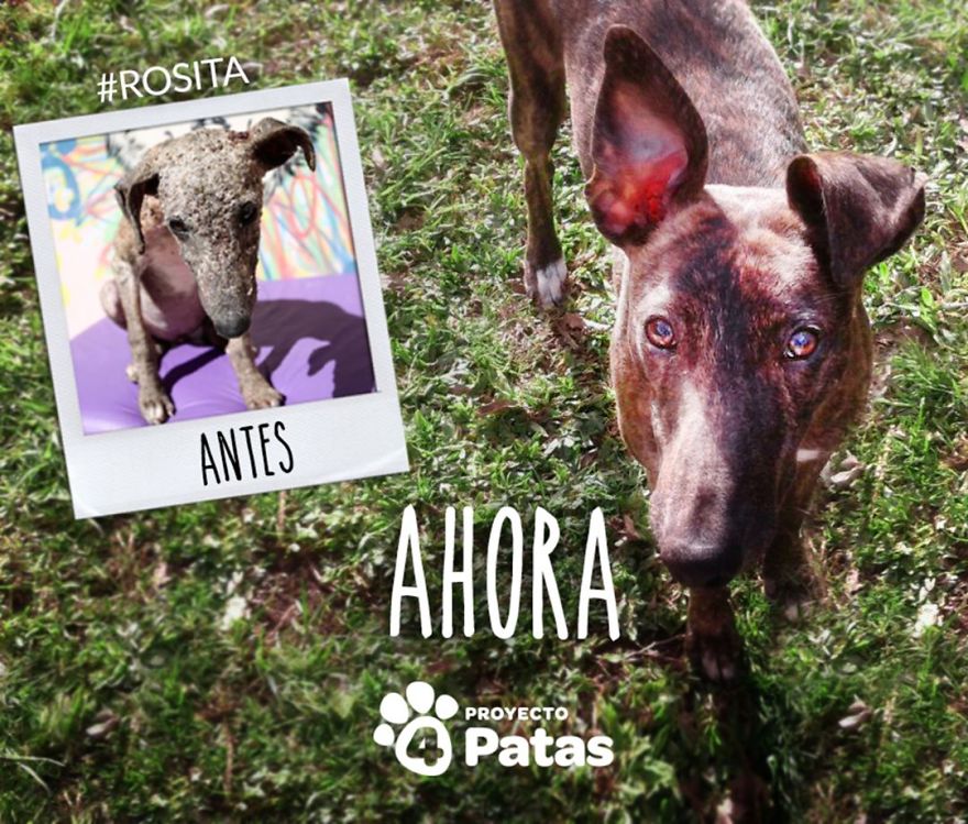 This Argentine Ngo Is Giving Abandoned Animals A Second Life