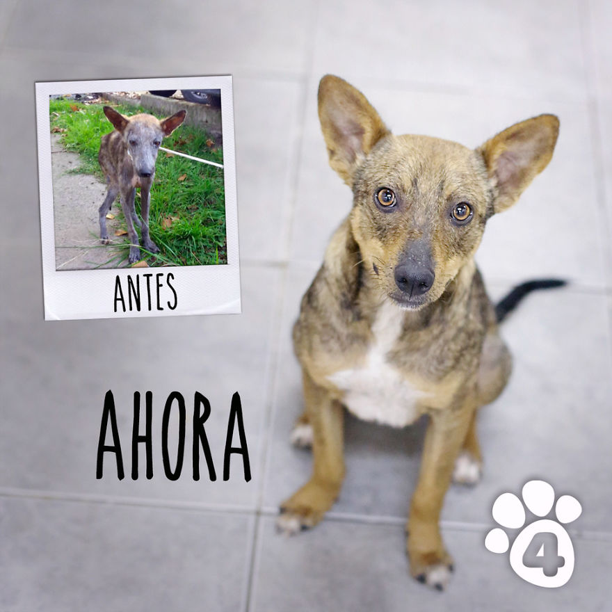 This Argentine Ngo Is Giving Abandoned Animals A Second Life