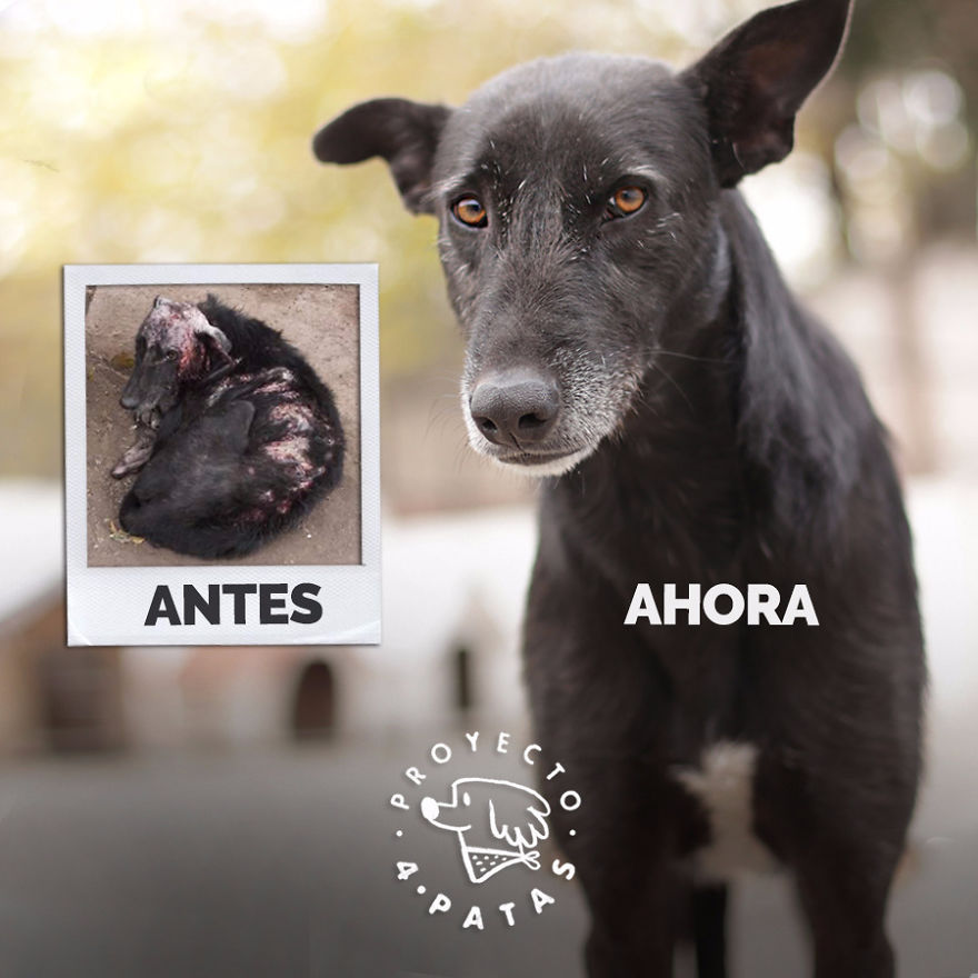 This Argentine Ngo Is Giving Abandoned Animals A Second Life