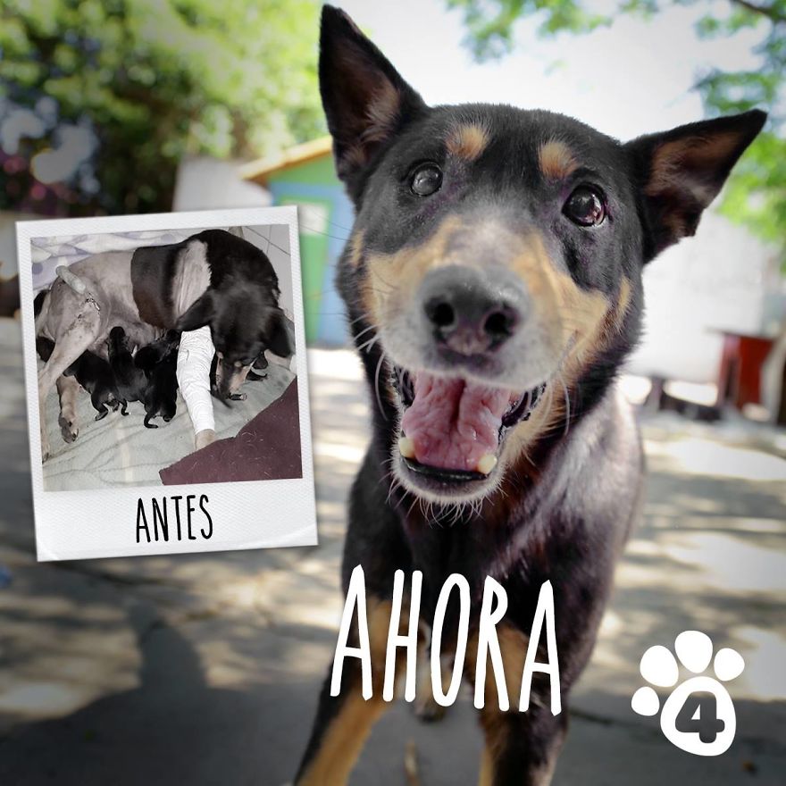 This Argentine Ngo Is Giving Abandoned Animals A Second Life
