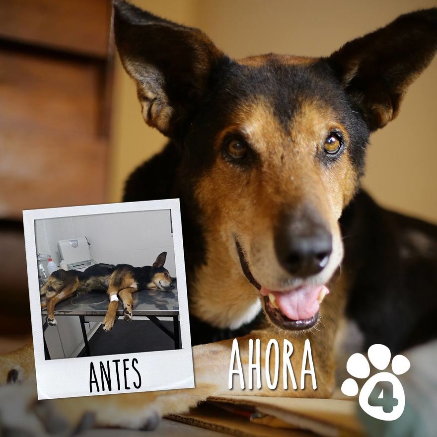 This Argentine Ngo Is Giving Abandoned Animals A Second Life
