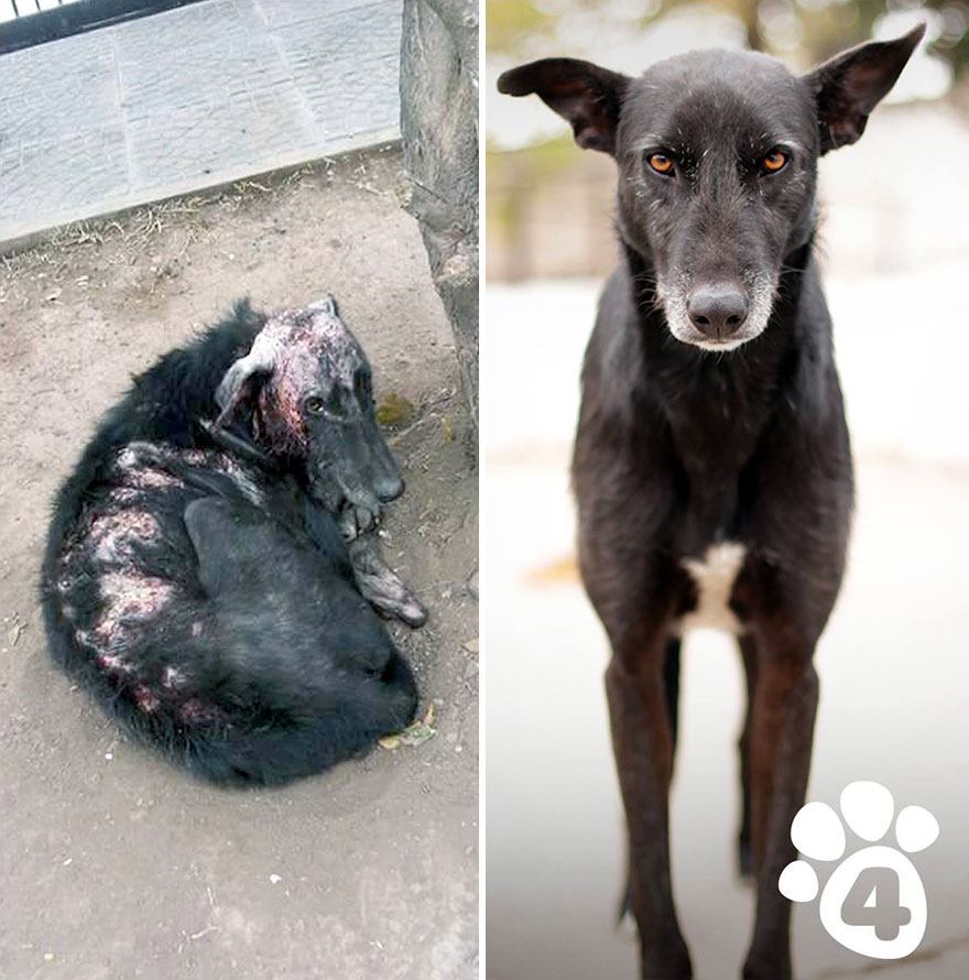 This Argentine Ngo Is Giving Abandoned Animals A Second Life