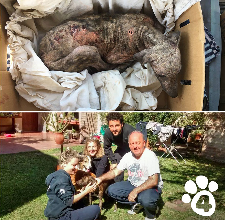This Argentine Ngo Is Giving Abandoned Animals A Second Life