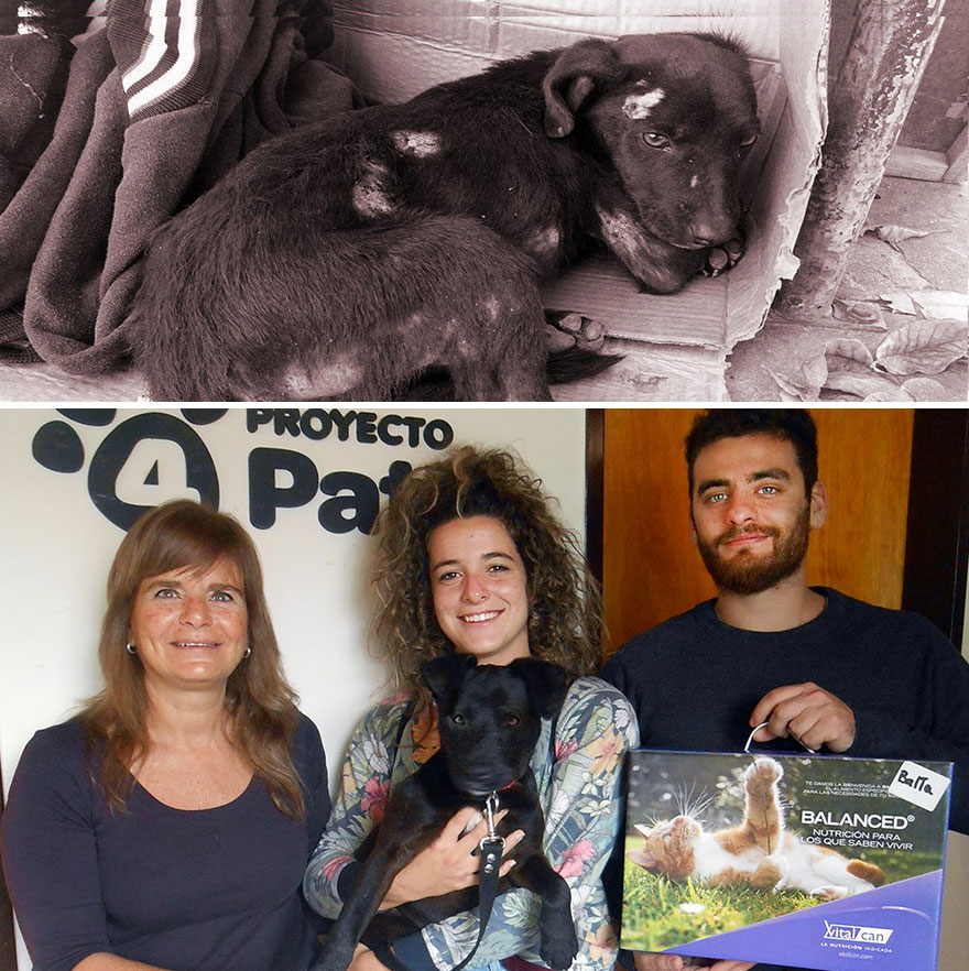 This Argentine Ngo Is Giving Abandoned Animals A Second Life