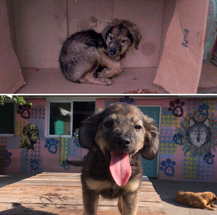 This Argentine Ngo Is Giving Abandoned Animals A Second Life