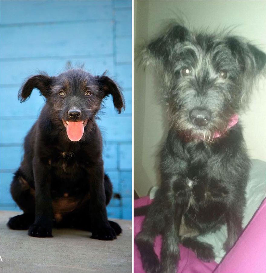 This Argentine Ngo Is Giving Abandoned Animals A Second Life