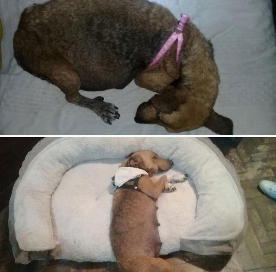 This Argentine Ngo Is Giving Abandoned Animals A Second Life