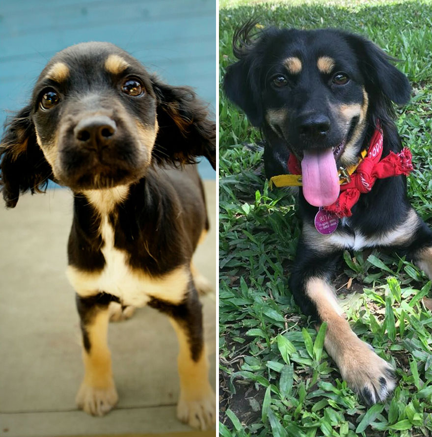 This Argentine Ngo Is Giving Abandoned Animals A Second Life