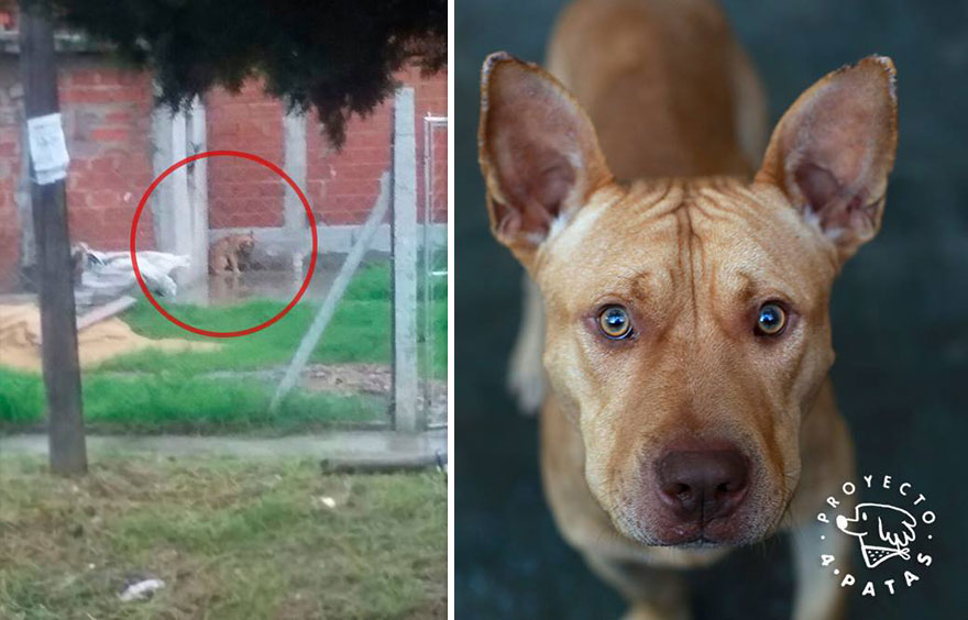 This Argentine Ngo Is Giving Abandoned Animals A Second Life