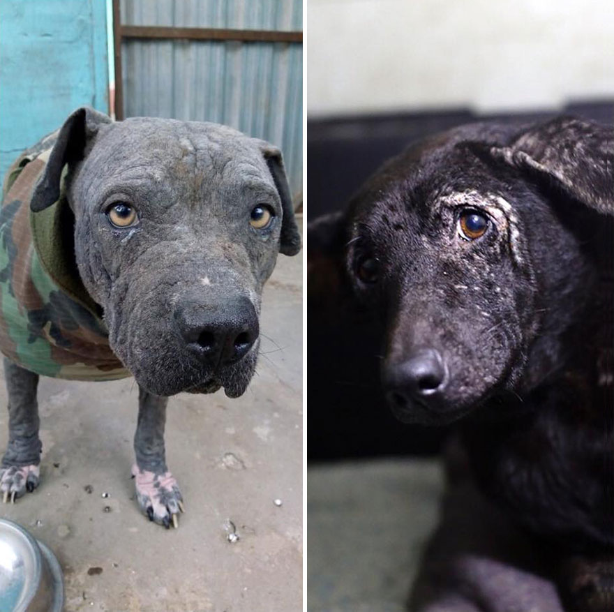 This Argentine Ngo Is Giving Abandoned Animals A Second Life