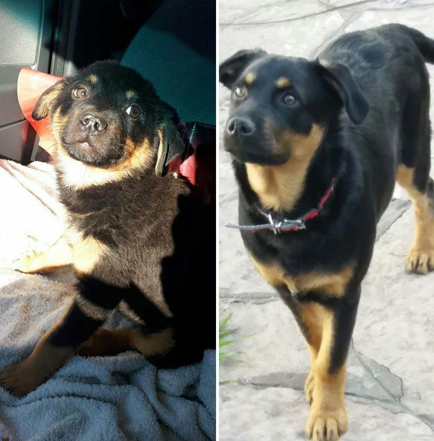 This Argentine Ngo Is Giving Abandoned Animals A Second Life