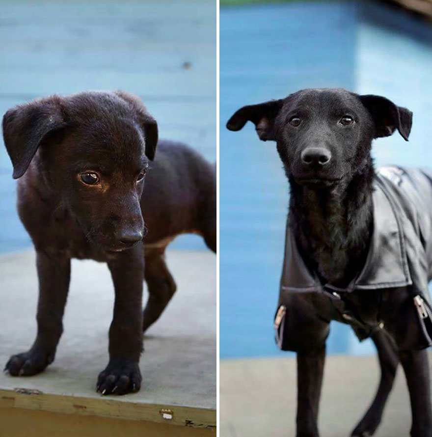 This Argentine Ngo Is Giving Abandoned Animals A Second Life