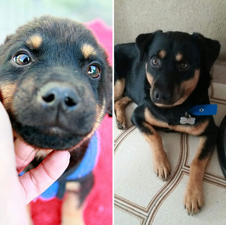 This Argentine Ngo Is Giving Abandoned Animals A Second Life