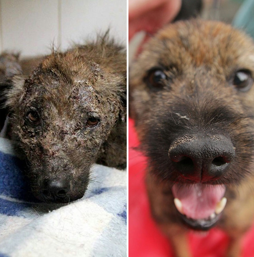 This Argentine Ngo Is Giving Abandoned Animals A Second Life