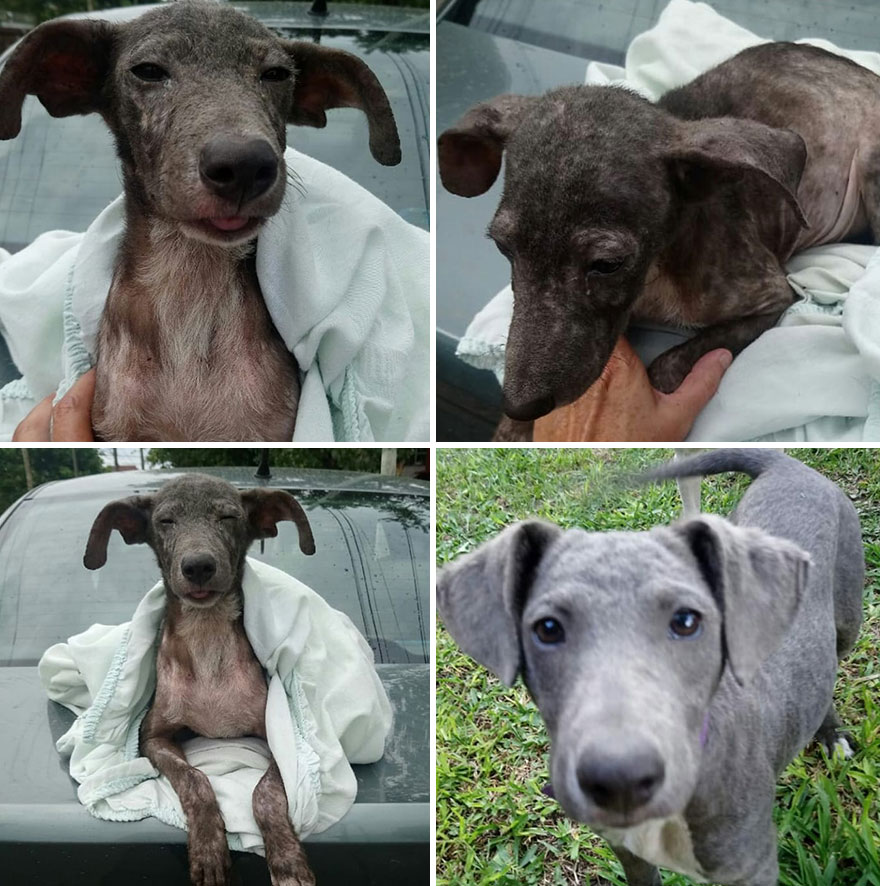 This Argentine Ngo Is Giving Abandoned Animals A Second Life