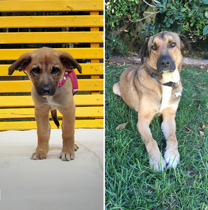 This Argentine Ngo Is Giving Abandoned Animals A Second Life