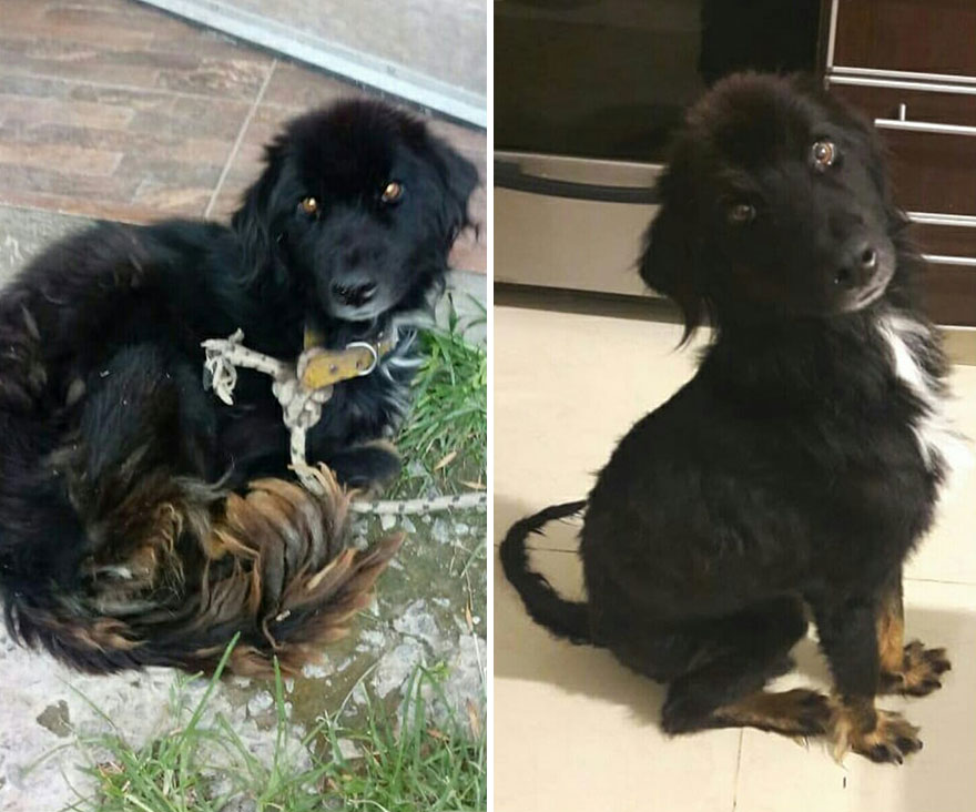 This Argentine Ngo Is Giving Abandoned Animals A Second Life