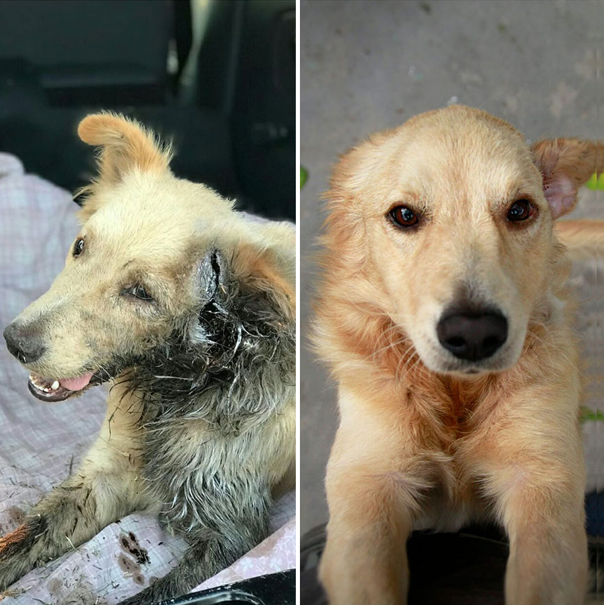 This Argentine Ngo Is Giving Abandoned Animals A Second Life