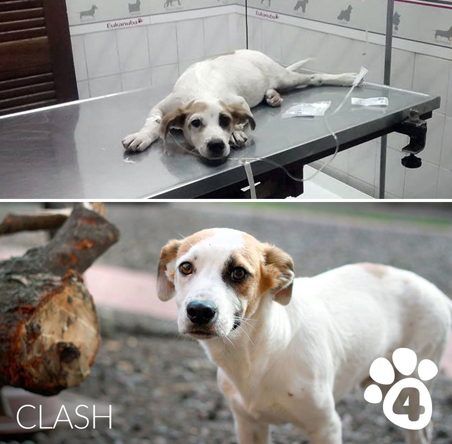 This Argentine Ngo Is Giving Abandoned Animals A Second Life