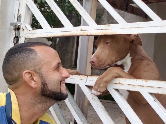 This Brazilian Postman Breaks The Stereotype That Dogs Don't Like Postmen (120 Pics)