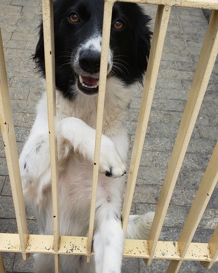 This Brazilian Postman Breaks The Stereotype That Dogs Don't Like Postmen (120 Pics)