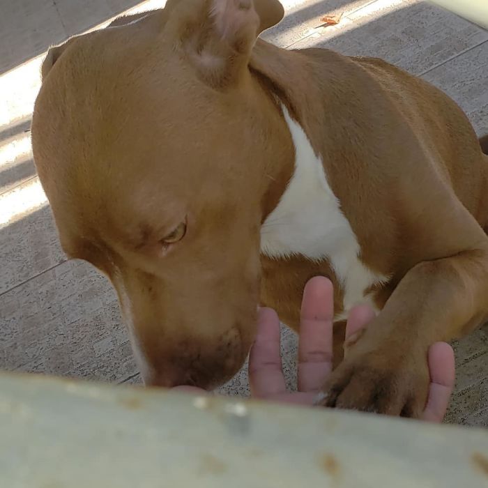 This Brazilian Postman Breaks The Stereotype That Dogs Don't Like Postmen (120 Pics)