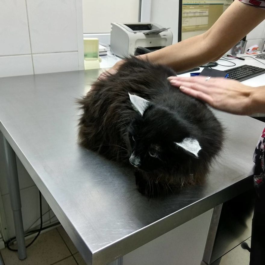 Vet Gives Top 10 Tips So That Everyone's Pet Can Live A Long And Happy Life