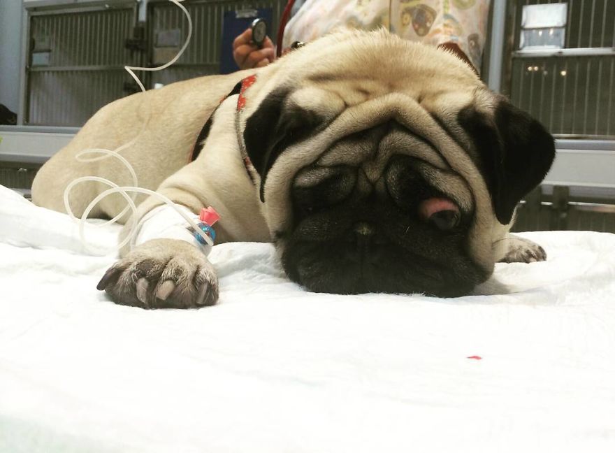 Vet Gives Top 10 Tips So That Everyone's Pet Can Live A Long And Happy Life