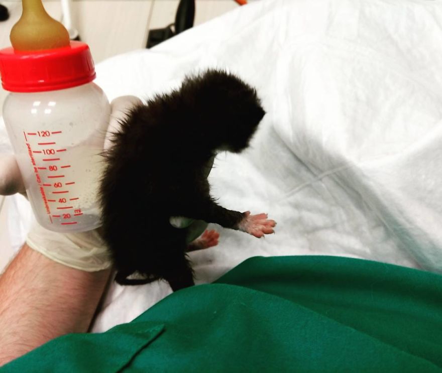 Vet Gives Top 10 Tips So That Everyone's Pet Can Live A Long And Happy Life Vet Gives Top 10 Tips So That Everyone's Pet Can Live A Long And Happy Life