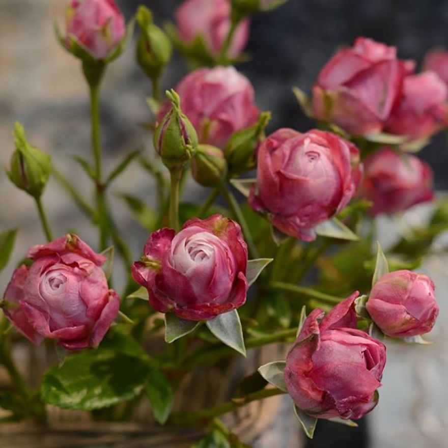 This Artist Creates Amazing Realistic Porcelain Flowers