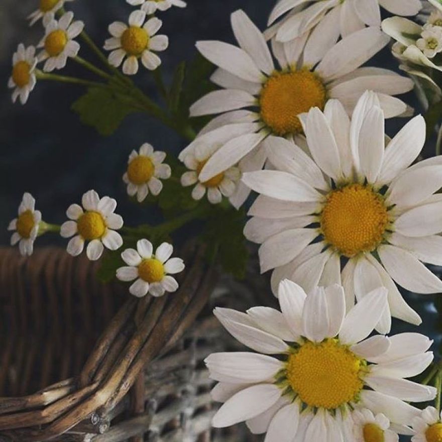 This Artist Creates Amazing Realistic Porcelain Flowers