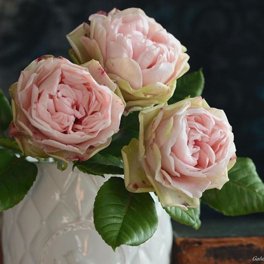 This Artist Creates Amazing Realistic Porcelain Flowers