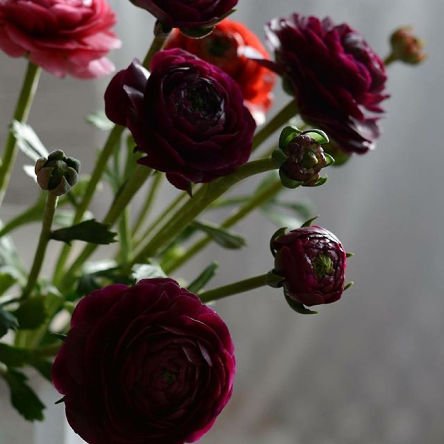 This Artist Creates Amazing Realistic Porcelain Flowers