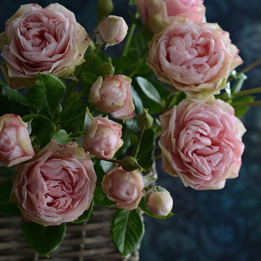 This Artist Creates Amazing Realistic Porcelain Flowers