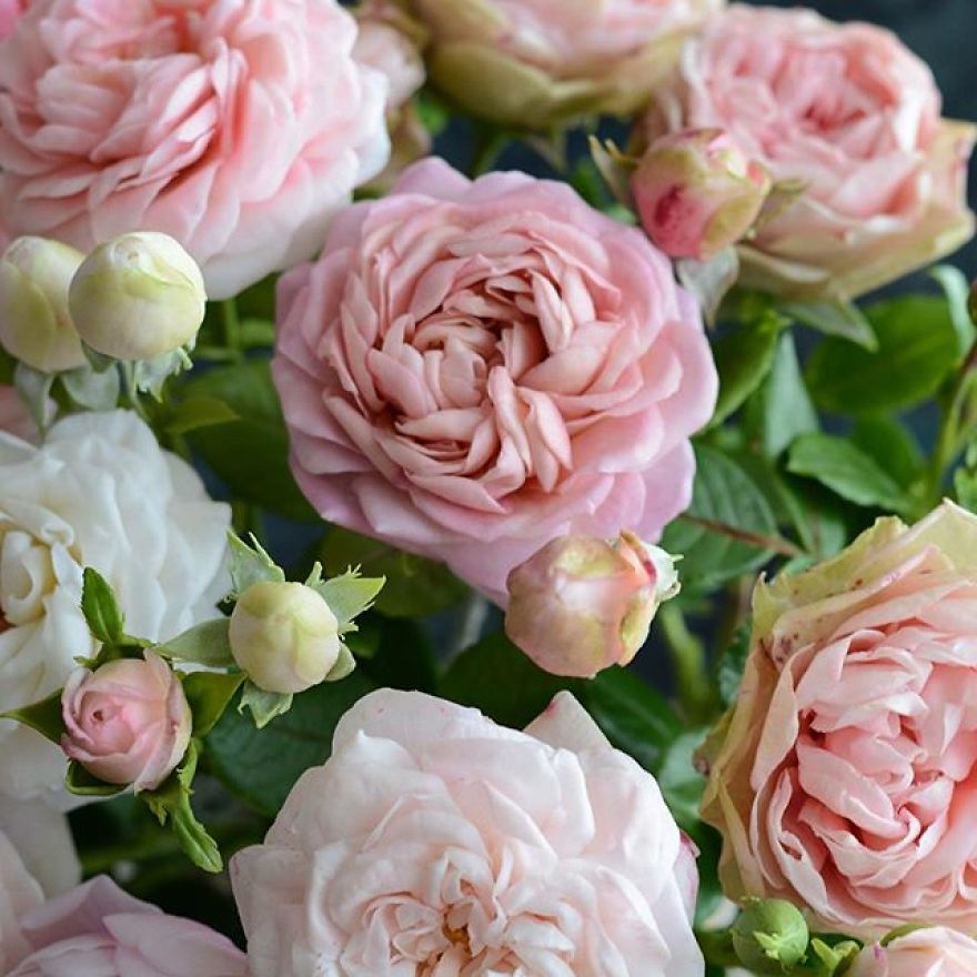 This Artist Creates Amazing Realistic Porcelain Flowers