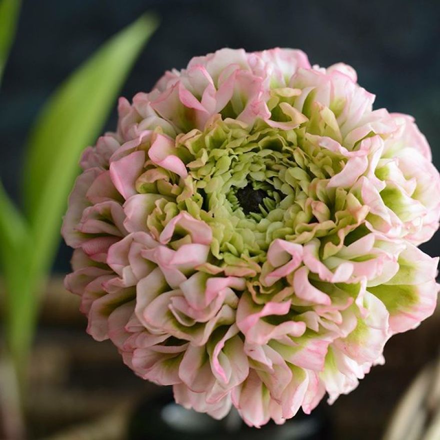 This Artist Creates Amazing Realistic Porcelain Flowers