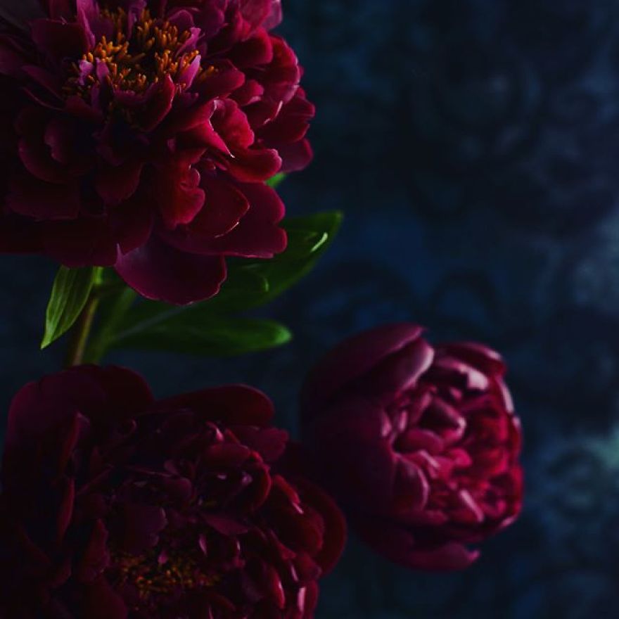 This Artist Creates Amazing Realistic Porcelain Flowers