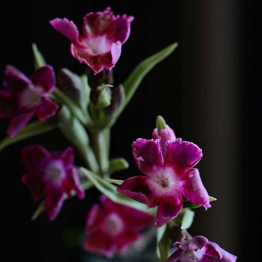 This Artist Creates Amazing Realistic Porcelain Flowers